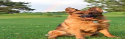 German Shepherd dogs for sale: Connie, light blue collar - Ad 6