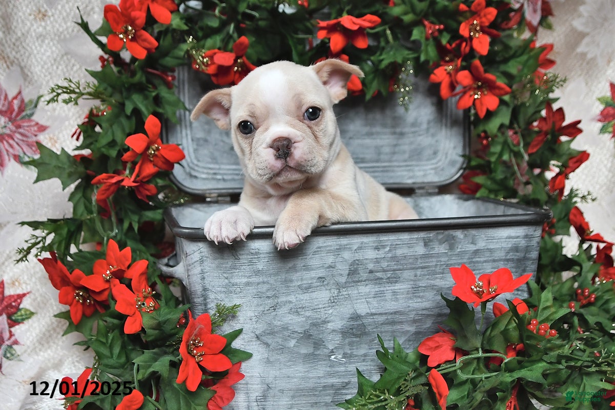 Frenchton dogs Jingle - Ad 13