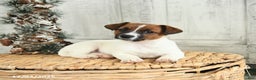 Jack Russell Terrier dogs for sale: Cookie - Ad 4