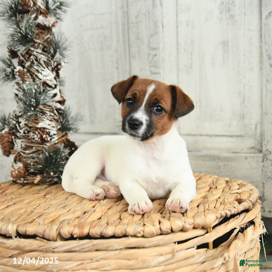 Jack Russell Terrier dogs for sale: Cookie - Ad 4