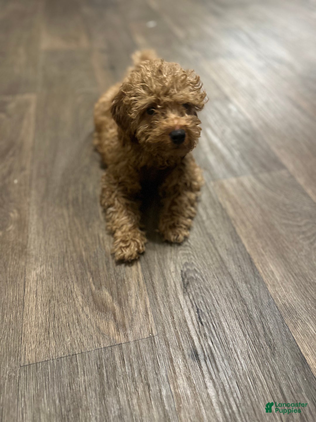 Goldendoodle dogs for sale: Jaxon - Ad 8