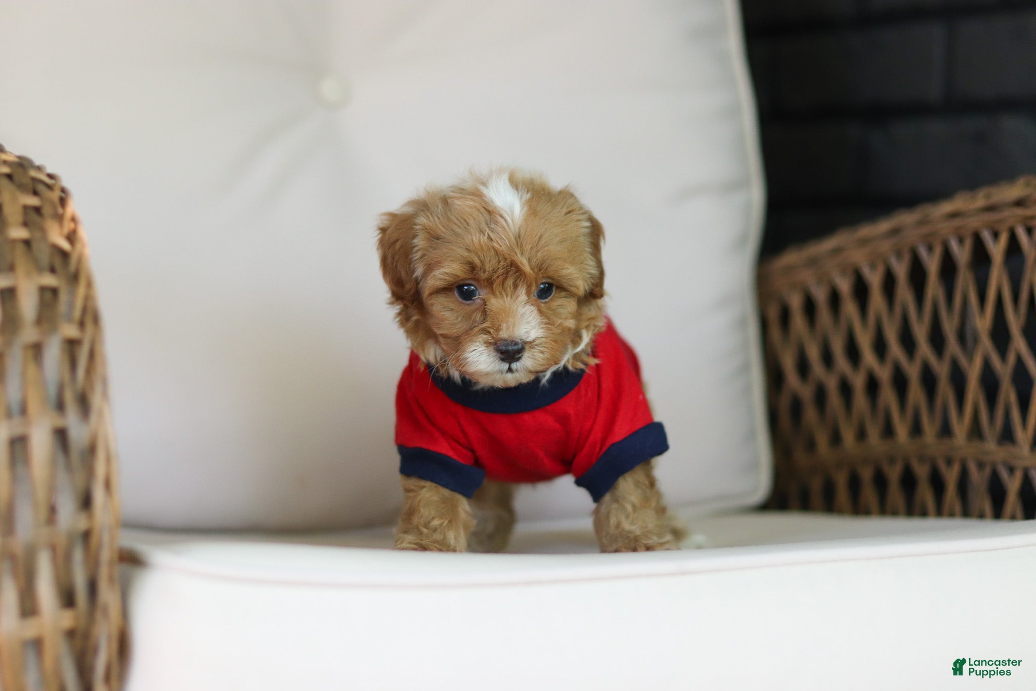 Cavapoo dogs for sale: Brady - Ad 16