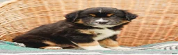 Miniature Australian Shepherd dogs for sale: Murphy - Ad 6