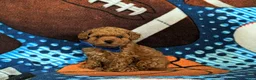 Cavapoo dogs for sale: Norris Hypoallergenic - Ad 4