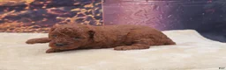 Miniature Poodle dogs for sale: Ember - Ad 8