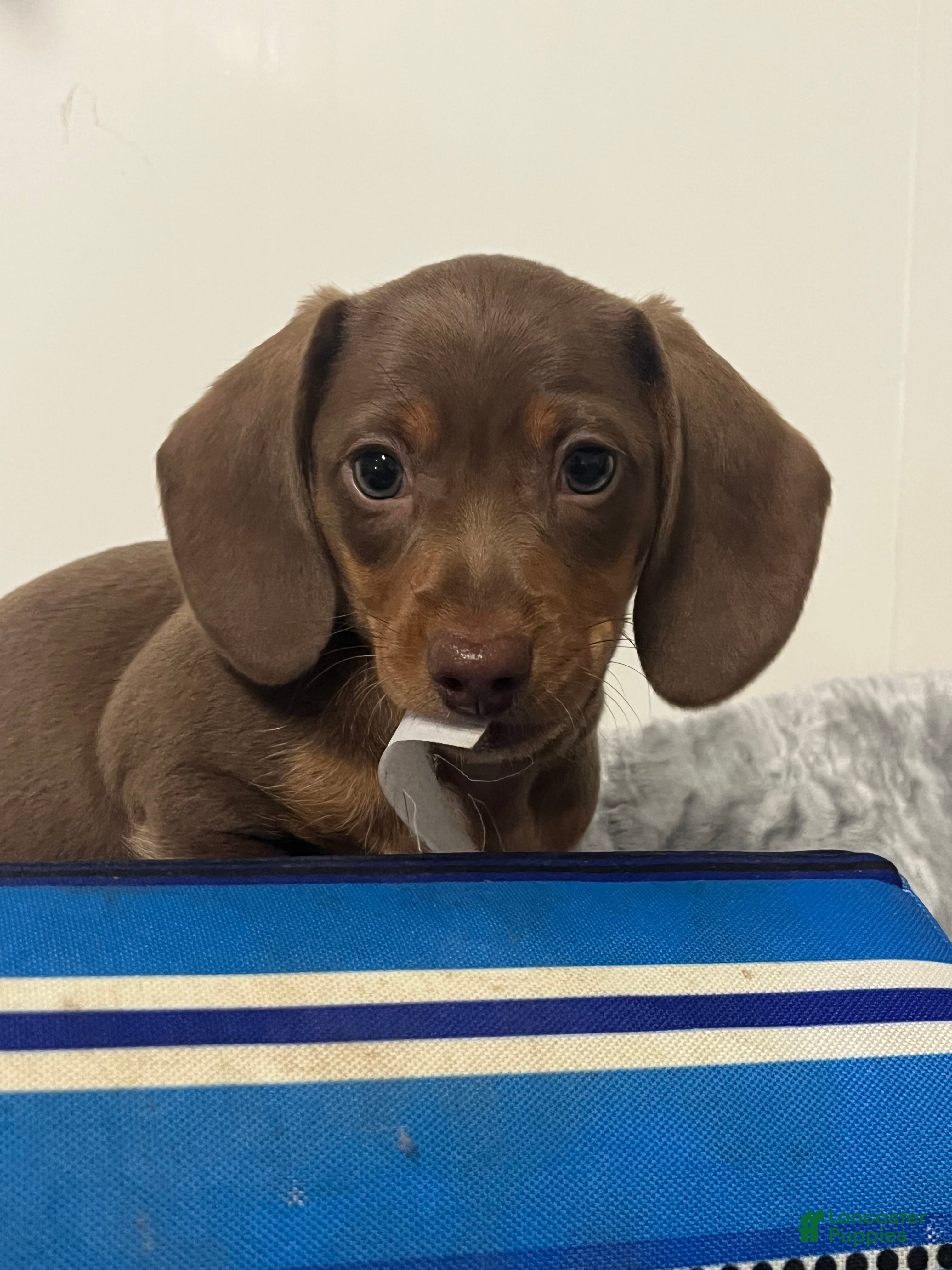 Miniature Dachshund dogs Gerty - Ad 1