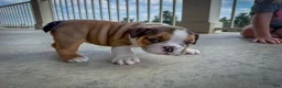 English Bulldog dogs for sale: Cookie - Ad 7
