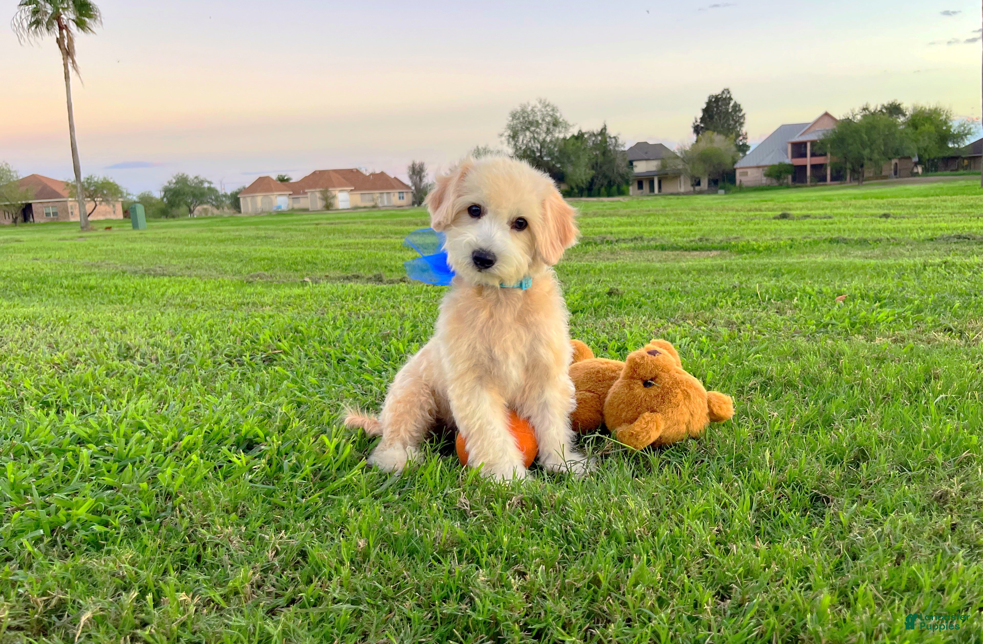 Maltipoo dogs Peanut - Ad 1