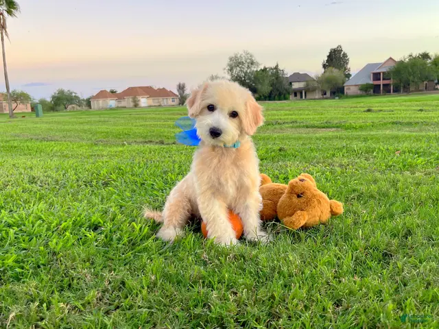 Maltipoo dogs for sale: Peanut - Ad 1