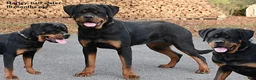 Rottweiler dogs for sale: Tank - Ad 6