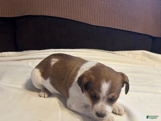 Jack Russell Terrier dogs Jack Russell Terrier Puppy 2 - Ad 30