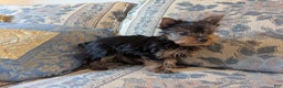 Yorkshire Terrier dogs for sale: Scarlet - Ad 2