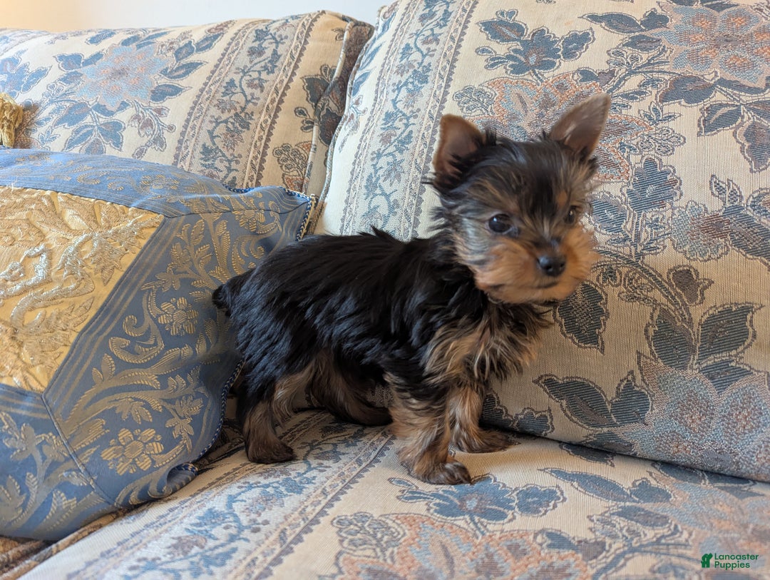 Yorkshire Terrier dogs for sale: Scarlet - Ad 2