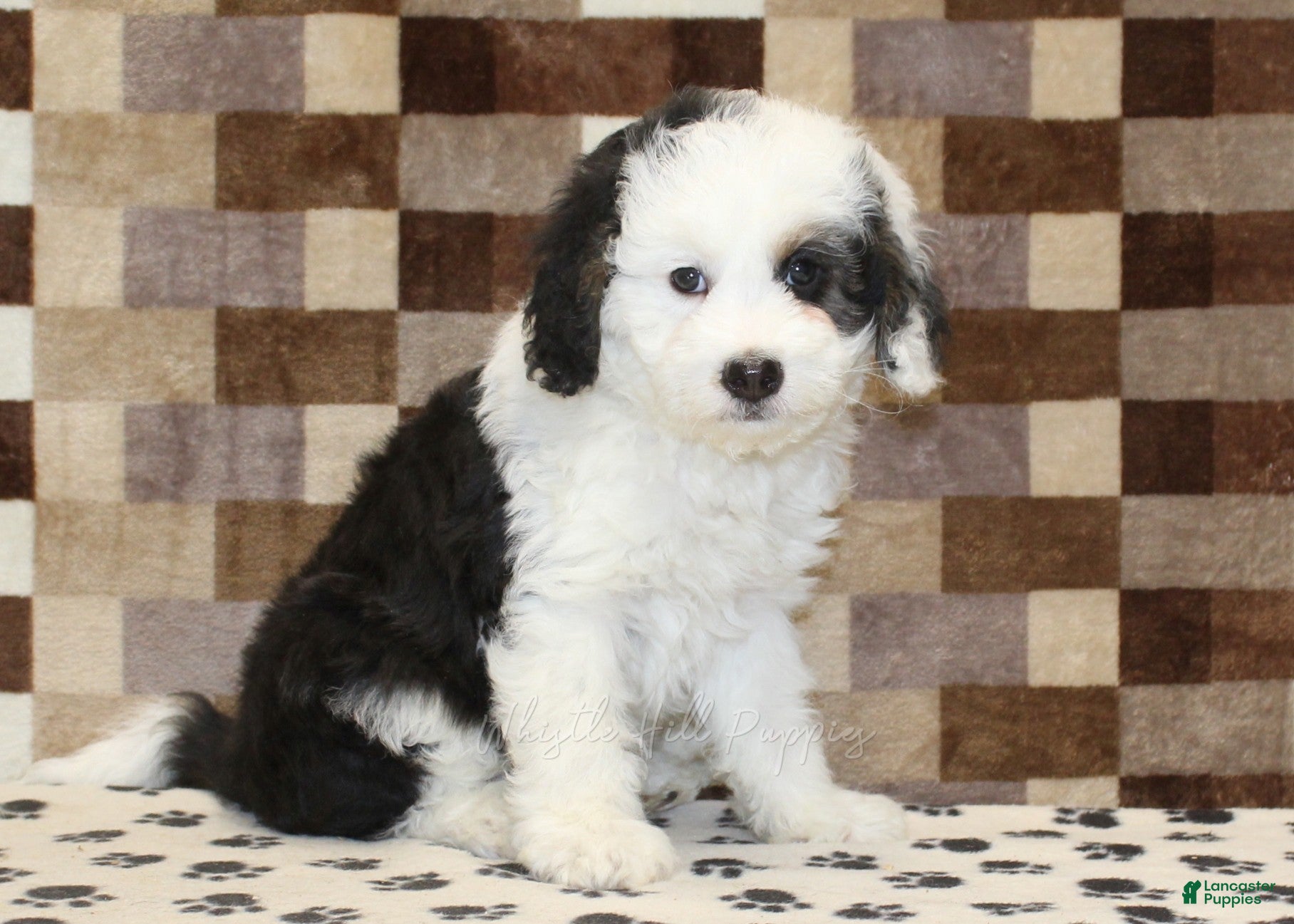 Mini Bernedoodle dogs Luke - Ad 1