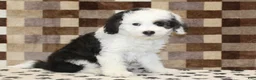 Mini Bernedoodle dogs for sale: Luke - Ad 1