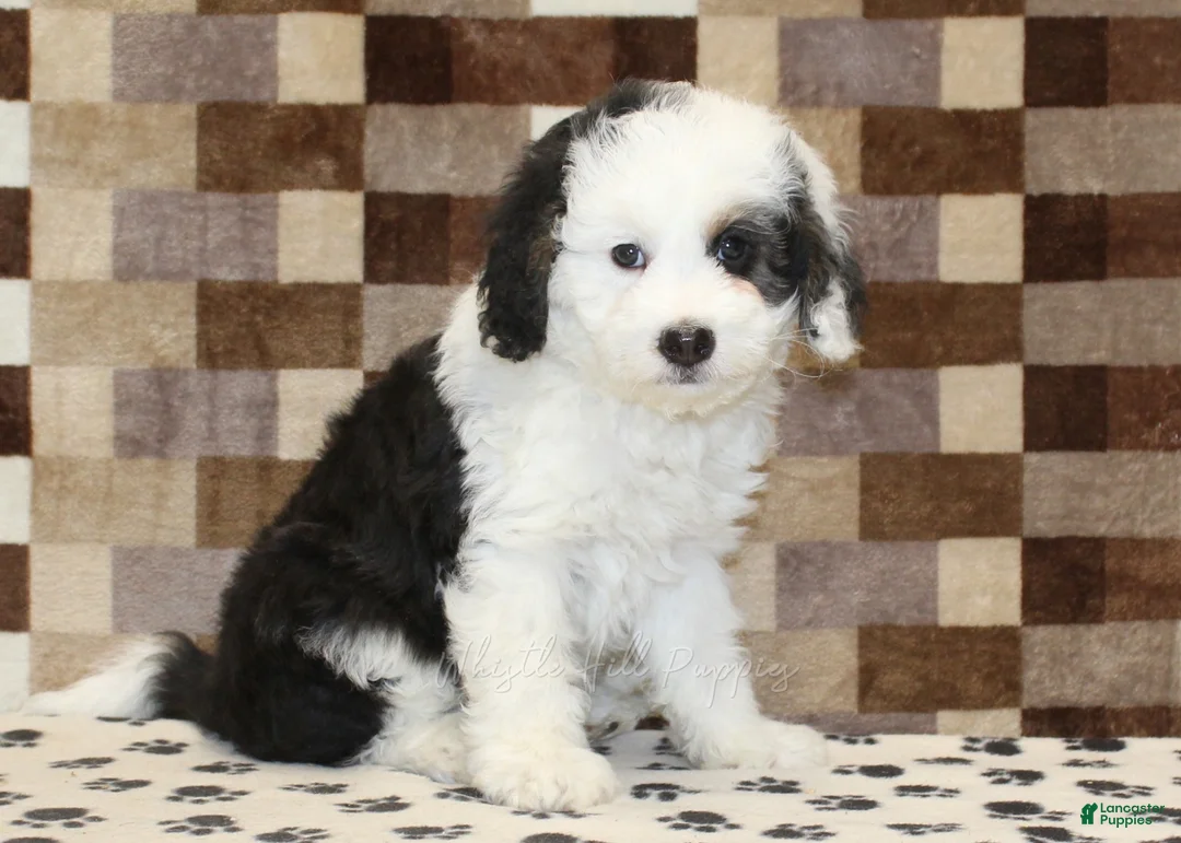 Mini Bernedoodle dogs for sale: Luke - Ad 1