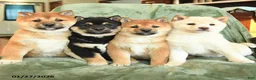 Shiba Inu dogs for sale: Cindy - Ad 3
