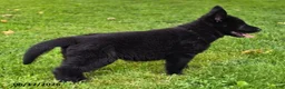German Shepherd dogs for sale: Beyonce - Ad 7