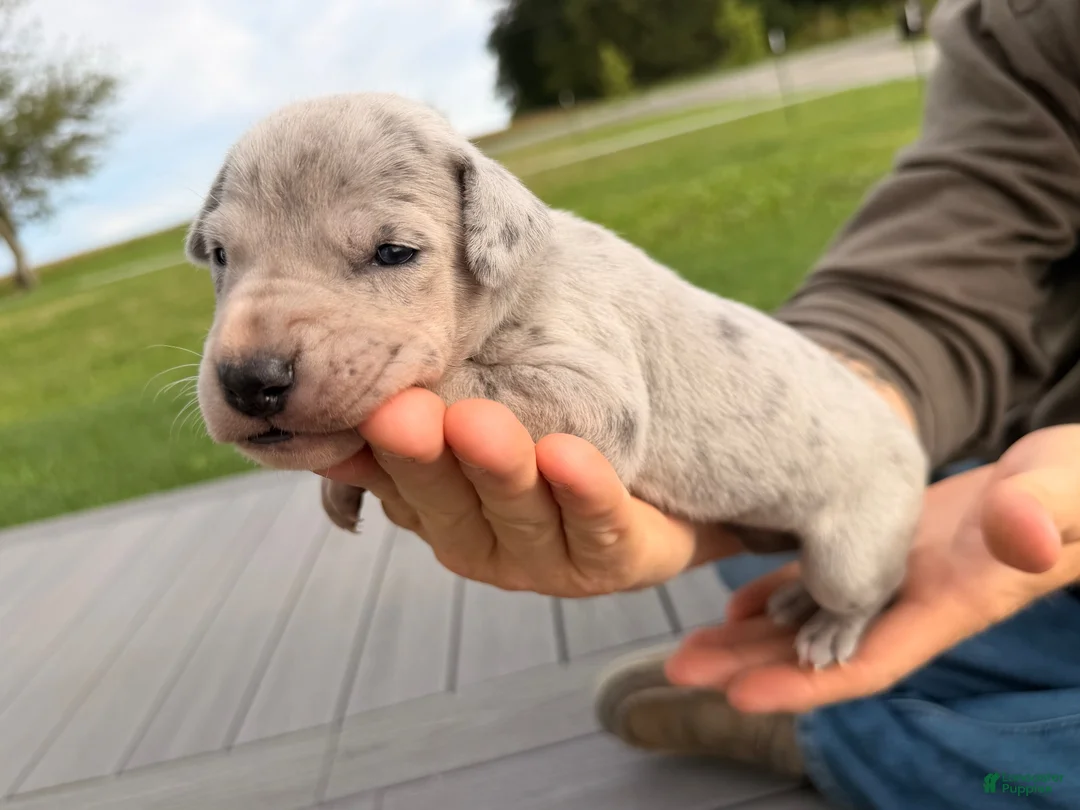 Great Dane dogs for sale: Octavia - Ad 3