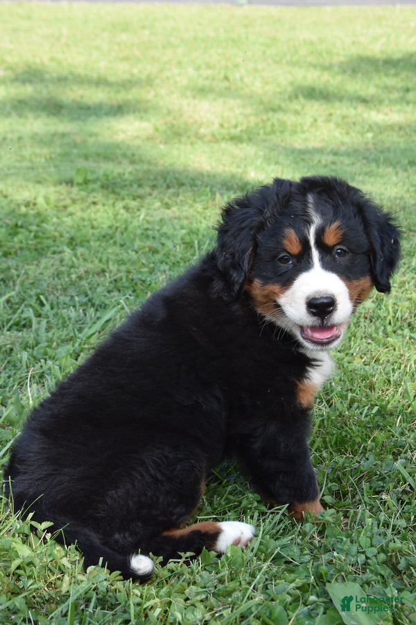 Jefferson County Found Bernese Mountain Dog Bernese Mountain Dog