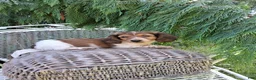 Miniature Dachshund dogs for sale: Champ - Ad 5