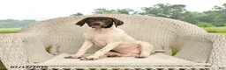 German Shorthaired Pointer dogs for sale: River - Ad 5