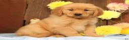Golden Retriever dogs for sale: Hailey - Ad 3