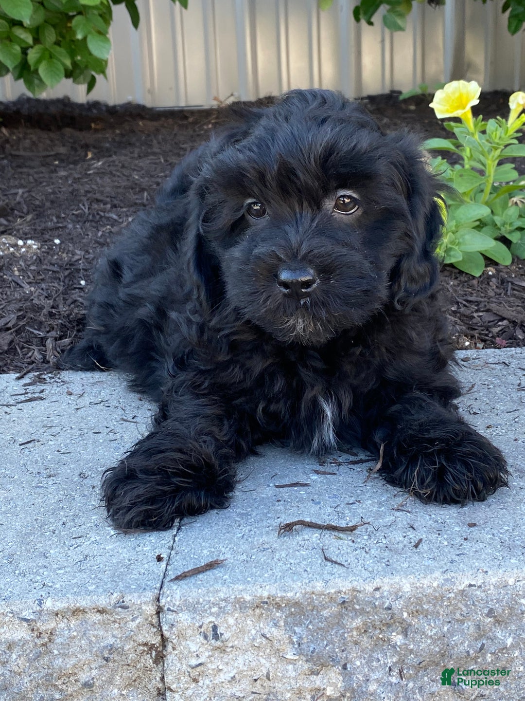 Lhasapoo dogs for sale: Jase - Ad 4