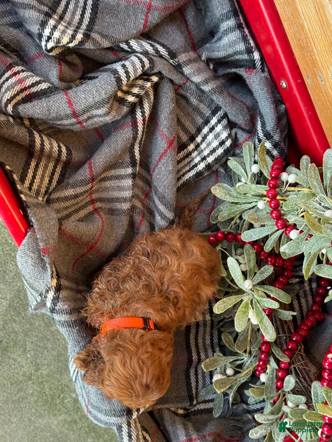 Mini Goldendoodle dogs for sale: Igloo - Ad 3