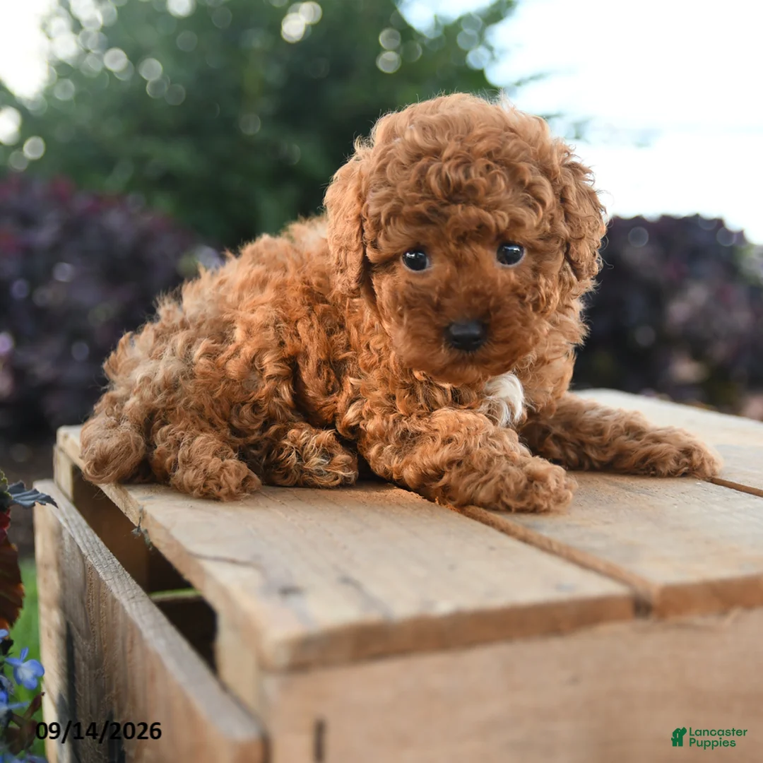 Toy Poodle dogs for sale: Charlemagne - Ad 2