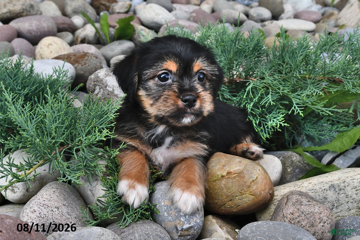 Shorkie dogs Stella - Ad 1