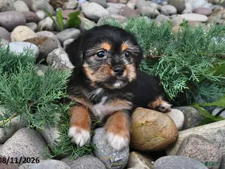Shorkie dogs Stella - Ad 1