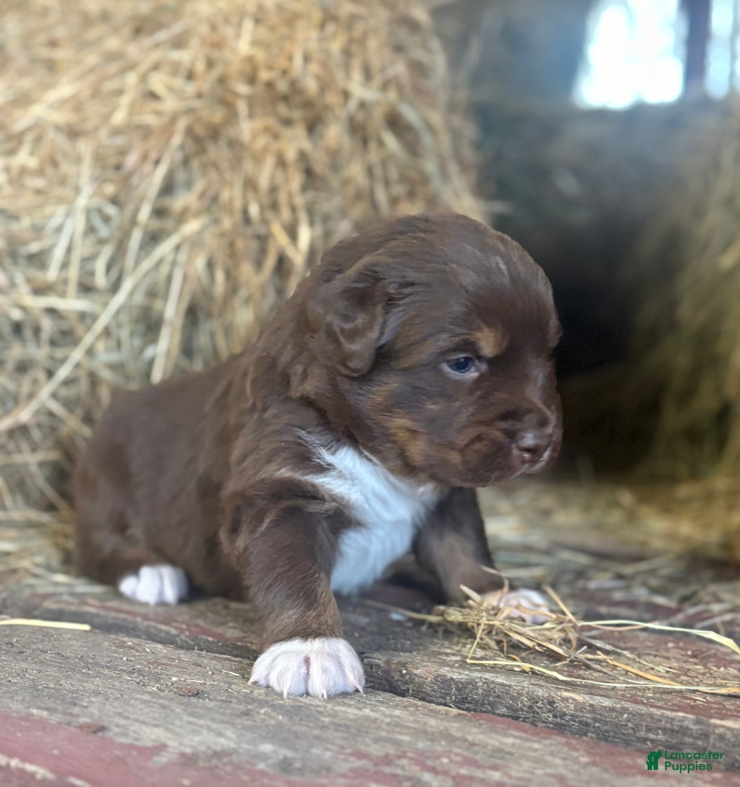 Australian Shepherd dogs for sale: Lara - Ad 2