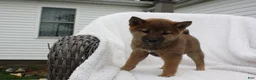 Shiba Inu dogs for sale: Keisha - Ad 2