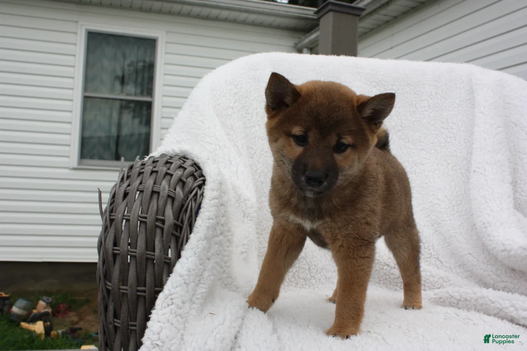 Shiba Inu dogs for sale: Keisha - Ad 2