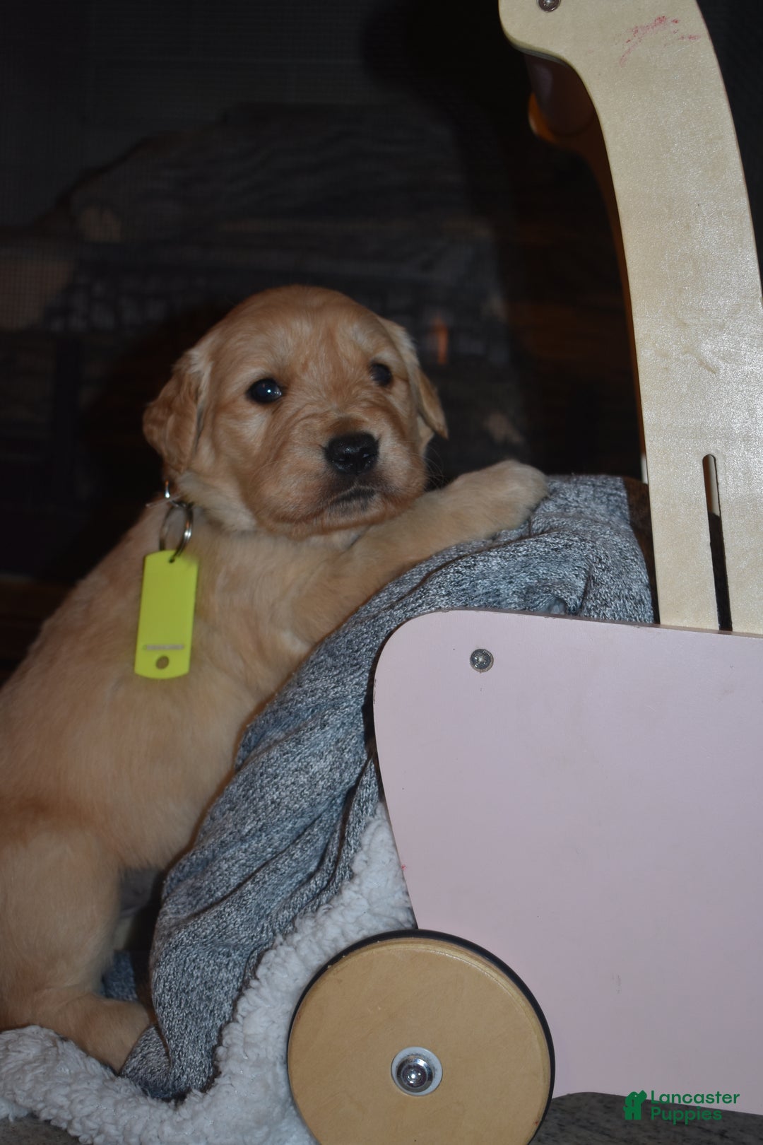 Golden Retriever dogs for sale: Sunshine - Ad 3