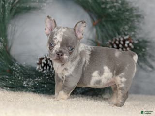 French Bulldog dogs Cindy - Ad 7
