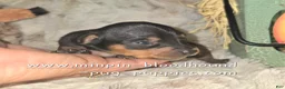 Miniature Pinscher dogs for sale: Gidget  - Ad 3