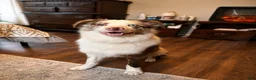 Australian Shepherd dogs for stud: Goose - Ad 4