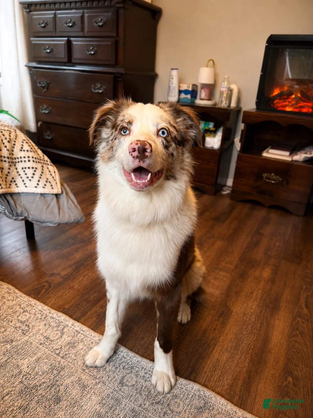 Australian Shepherd dogs for stud: Goose - Ad 4
