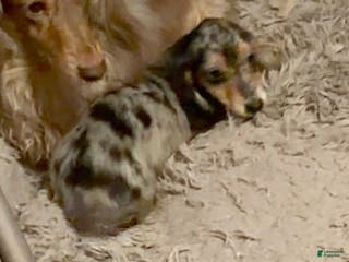 Miniature Dachshund dogs Rus Dapple girl - Ad 31