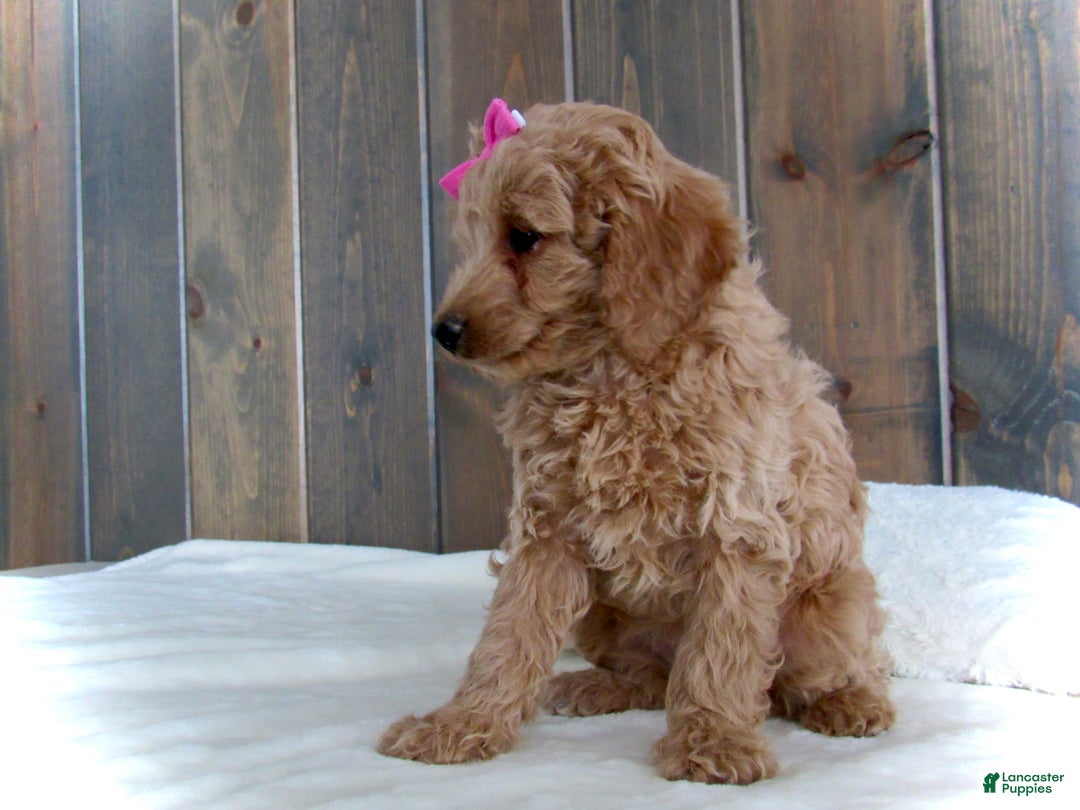 Mini Goldendoodle dogs for sale: Mindy - Ad 8