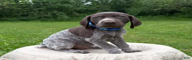 German Shorthaired Pointer Puppy 2
