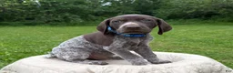 German Shorthaired Pointer dogs for sale: German Shorthaired Pointer Puppy 2 - Ad 1