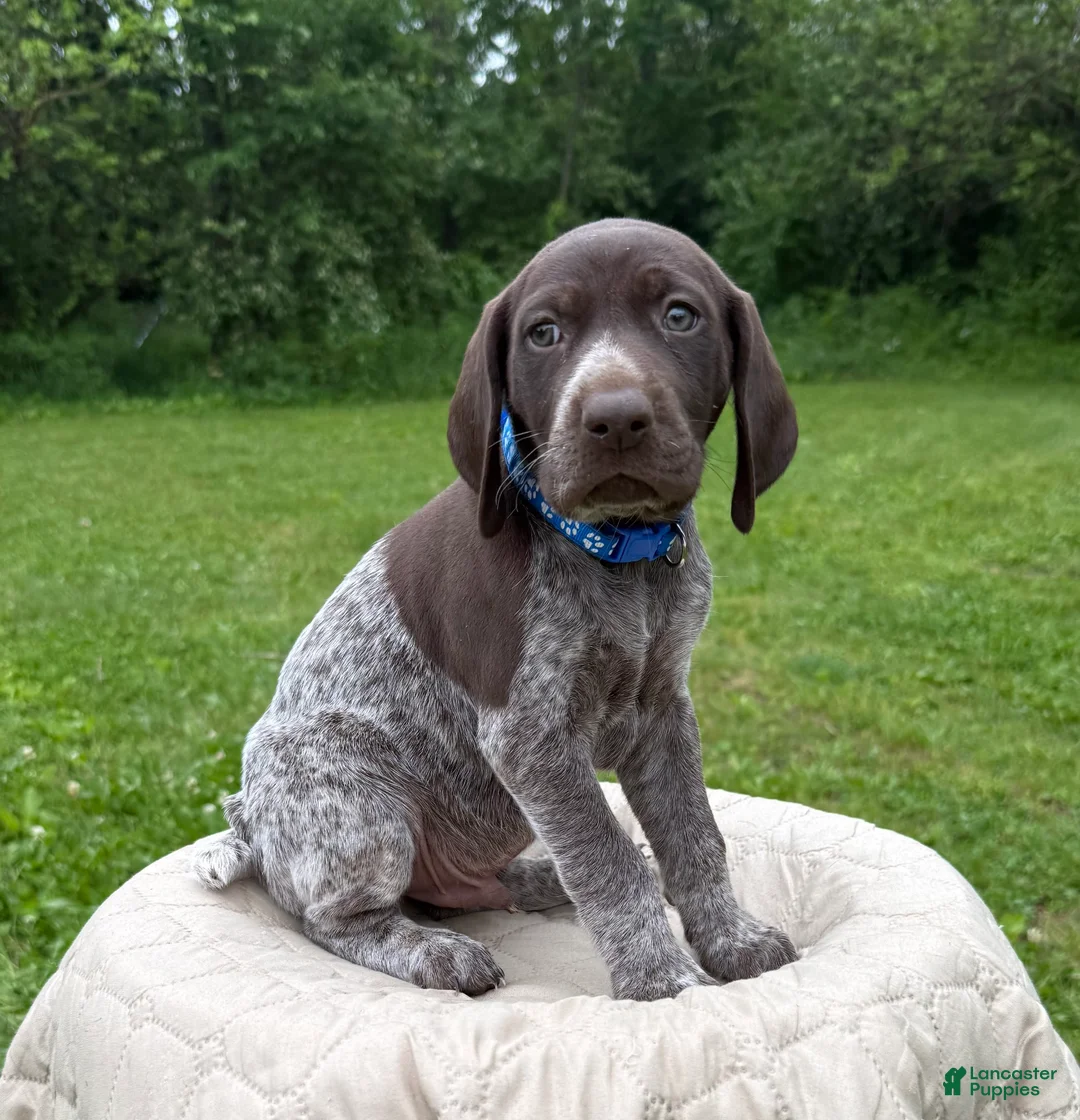 German Shorthaired Pointer dogs for sale: German Shorthaired Pointer Puppy 2 - Ad 1