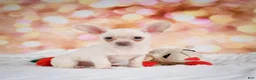 Chihuahua dogs for sale: Grant - Ad 2