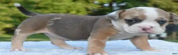 Mixed Breed dogs for sale: Willow mini bulldog hybrid  - Ad 11