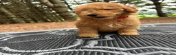 Miniature Poodle dogs for sale: Sammy - Ad 5