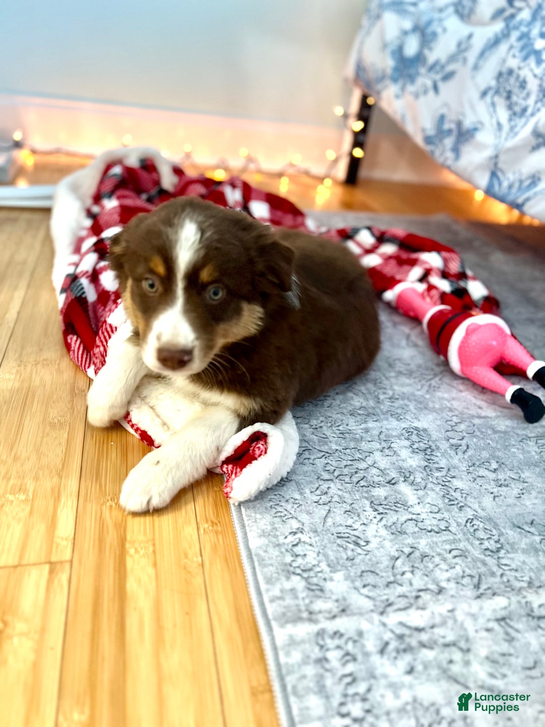 Australian Shepherd dogs for sale: Australian Shepherd Puppy 6 - Ad 1