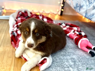 Australian Shepherd dogs Australian Shepherd Puppy 6 - Ad 3